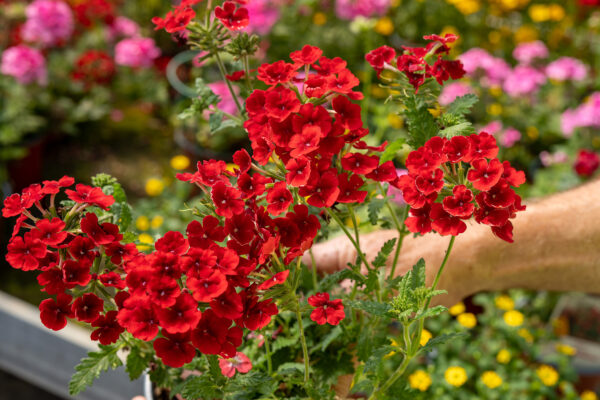 Verbena Da Talea