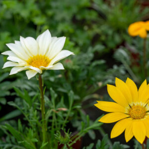 Gazania