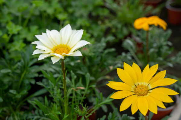 Gazania