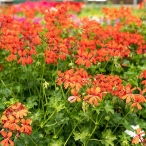 Geranio (Pelargonium) Parigino
