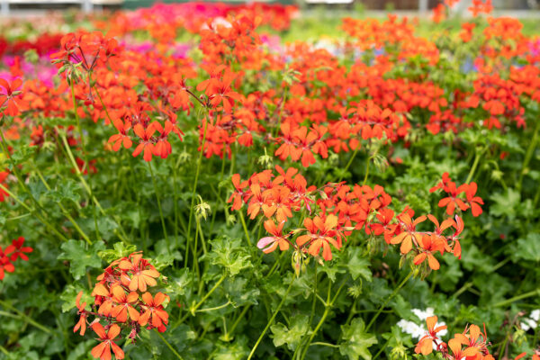 Geranio (Pelargonium) Parigino