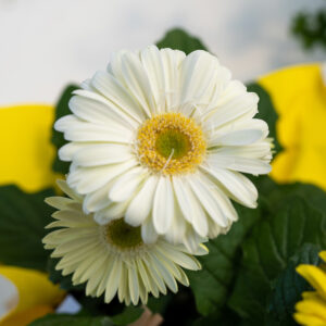 Gerbera