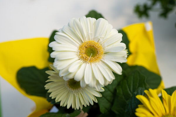Gerbera