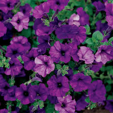 Petunia Pendula (Surfinia)