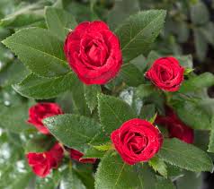 Rosa Zepeti