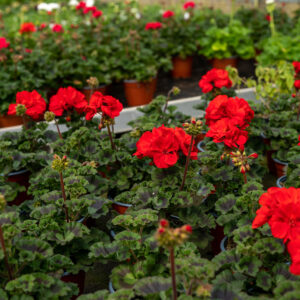 Geranio (Pelargonium) Interspecifico