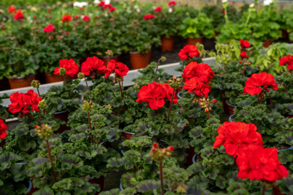 Geranio (Pelargonium) Interspecifico