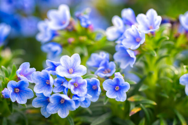 Lithodora (Litodora)