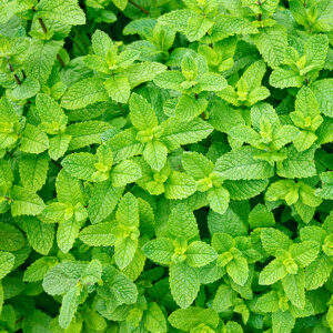Menta