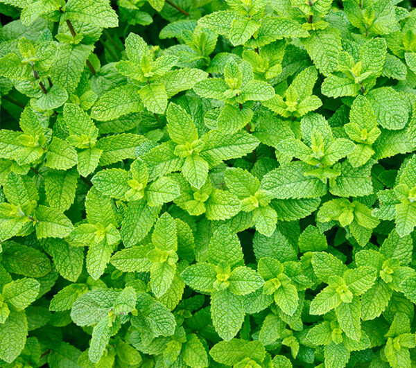 Menta