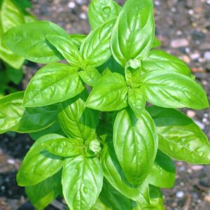 Basilico