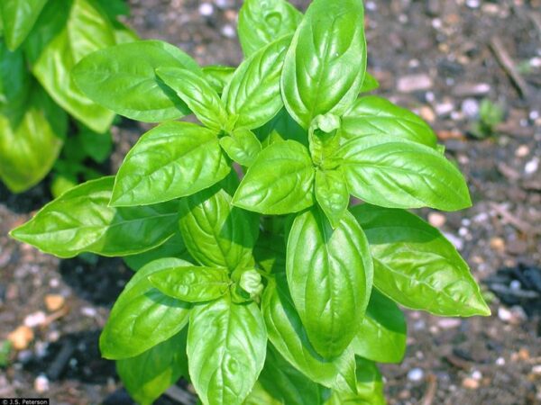 Basilico