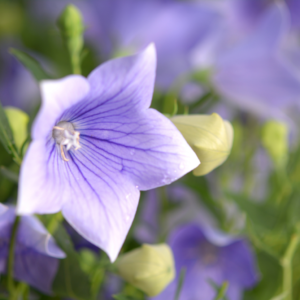 Platycodon