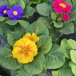 Primula