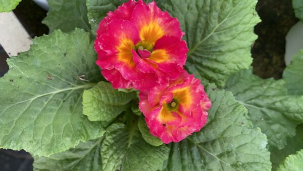 Primula - immagine 5