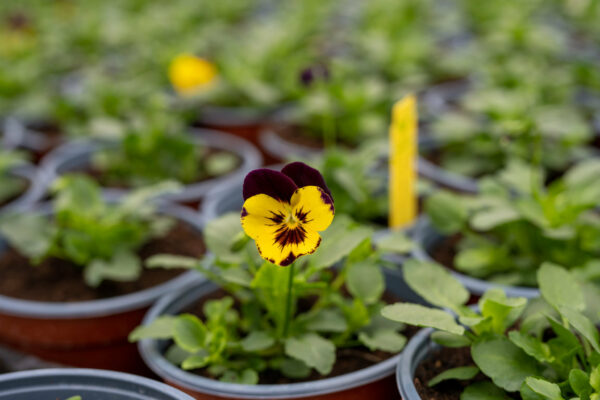 Viole - immagine 2