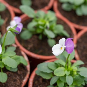 Viole