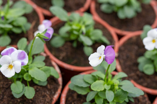 Viole