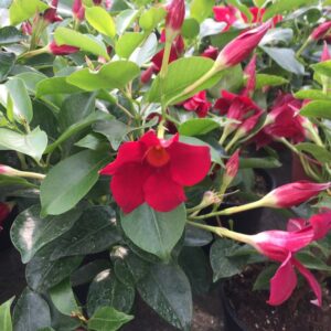 Dipladenia