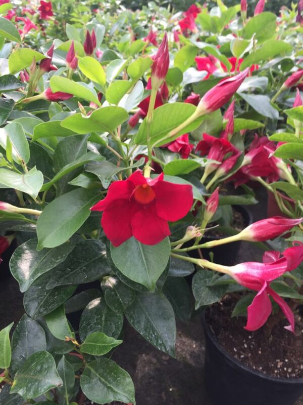 Dipladenia