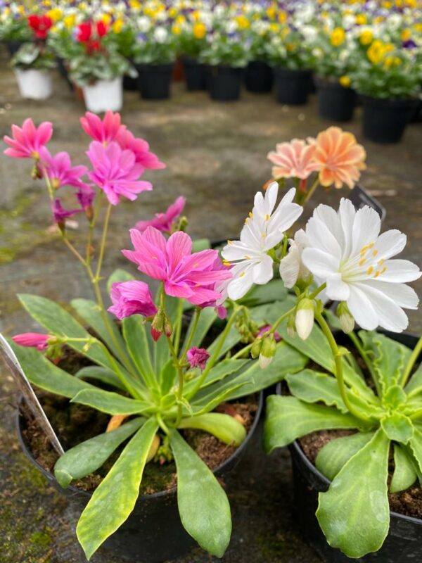 Lewisia - immagine 3