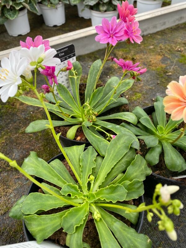 Lewisia - immagine 2
