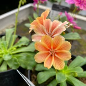 Lewisia