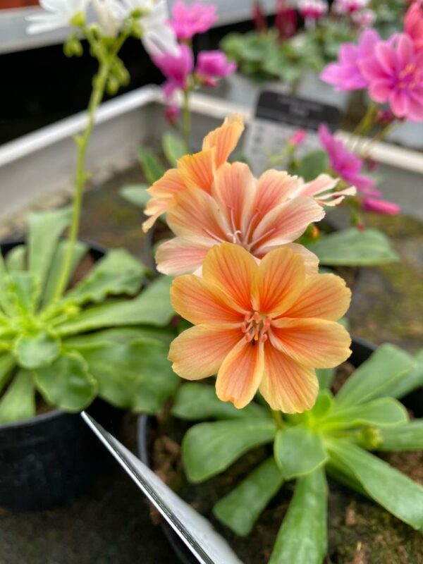 Lewisia